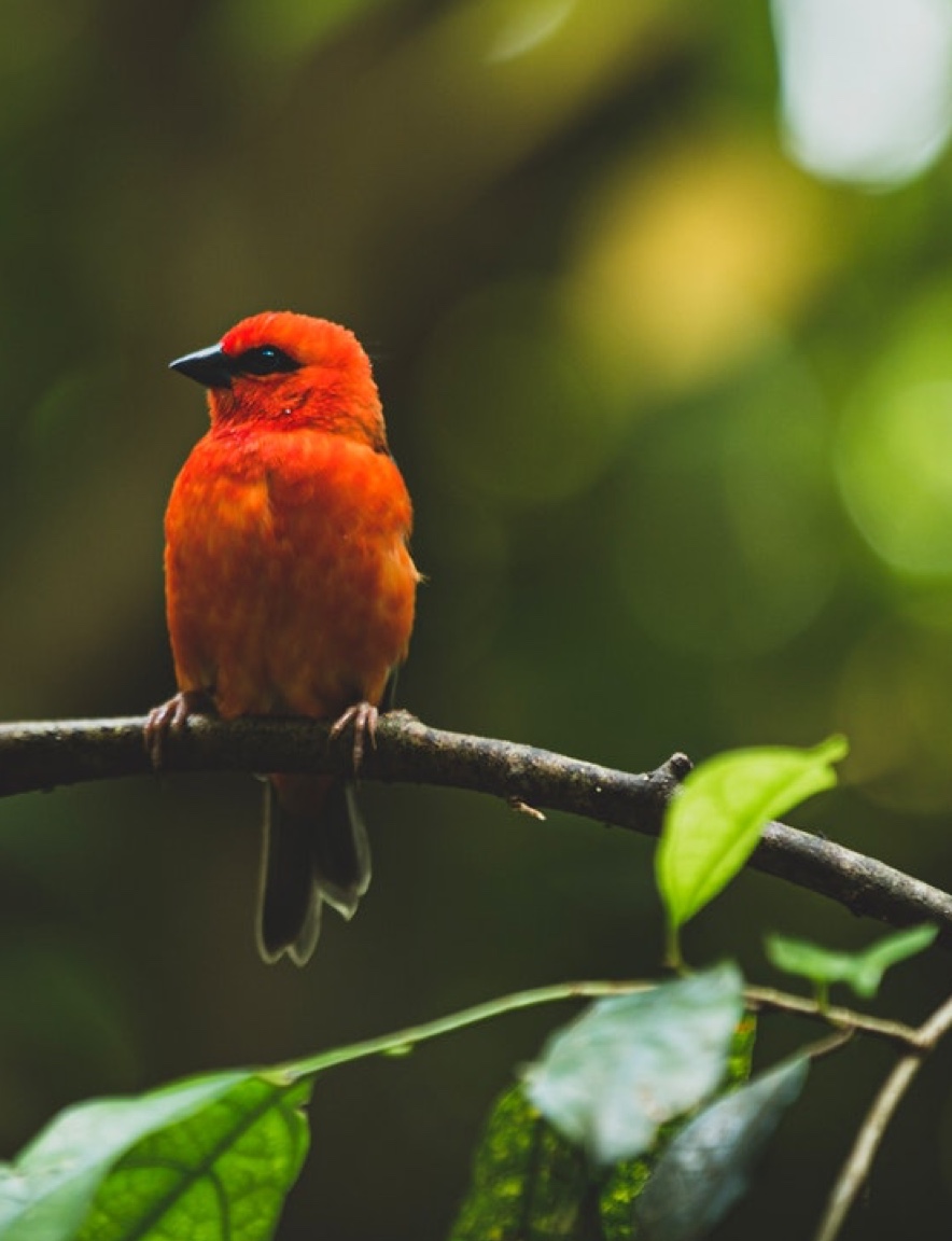 Rode tropische vogel